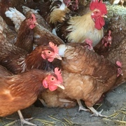 Hühner im Offenstall